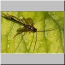 Acaenitinae spp - Schlupfwespe w08d 7mm fdet02.jpg